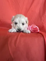 HOPPERS, a male Maltipoo for sale in Palos Heights, IL – 1 of 10