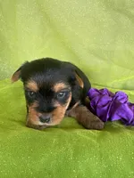 SPECKS, a male Yorkshire Terrier for sale in Palos Heights, IL – 5 of 10