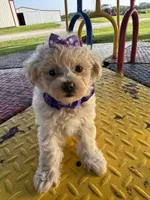 HICKORY, a male Maltipoo for sale in Palos Heights, IL – 8 of 10