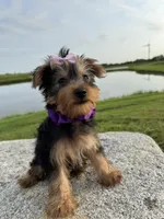 SPECKS, a male Yorkshire Terrier for sale in Palos Heights, IL – 4 of 10
