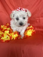HATCHES, a female Maltipoo for sale in Palos Heights, IL – 8 of 10