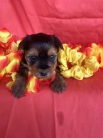 SHIRLEY, a female Yorkshire Terrier for sale in Palos Heights, IL – 8 of 10