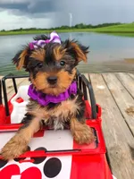 SPECKS, a male Yorkshire Terrier for sale in Palos Heights, IL – 7 of 10