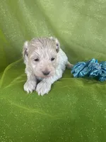 HUBS, a male Maltipoo for sale in Palos Heights, IL – 6 of 10