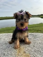 SPECKS, a male Yorkshire Terrier for sale in Palos Heights, IL – 2 of 10