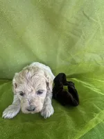 HARRIS , a male Maltipoo for sale in Palos Heights, IL – 6 of 10