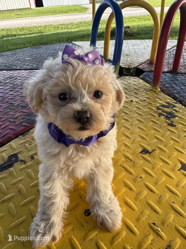 HIKER – Maltipoo puppy for sale in Palos Heights, IL