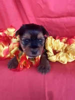 SHIRLEY, a female Yorkshire Terrier for sale in Palos Heights, IL – 3 of 10