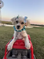 HIKER, a male Maltipoo for sale in Palos Heights, IL – 10 of 10