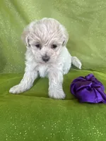 HIKER, a male Maltipoo for sale in Palos Heights, IL – 7 of 10