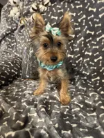SPECKS, a male Yorkshire Terrier for sale in Palos Heights, IL – 9 of 10