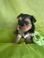 SHARKY, a male Yorkshire Terrier for sale in Palos Heights, IL – 5 of 10