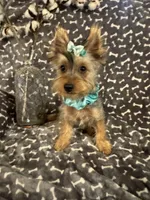 SPECKS, a male Yorkshire Terrier for sale in Palos Heights, IL – 2 of 10