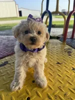 HICKORY, a male Maltipoo for sale in Palos Heights, IL – 3 of 10