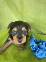 SAMPSON, a male Yorkshire Terrier for sale in Palos Heights, IL – 7 of 10