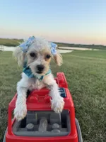 HIKER, a male Maltipoo for sale in Palos Heights, IL – 8 of 10