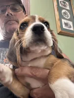 Cutie Pie, a female Beagle for sale in Linton, IN – 2 of 7