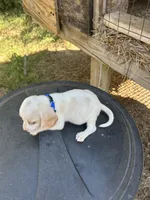Blue, a  Beagle for sale in Linton, IN – 2 of 4