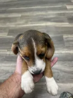 Cutie Pie, a female Beagle for sale in Linton, IN – 7 of 7