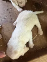 Lemon, a  Beagle for sale in Linton, IN – 7 of 10