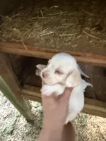 Lemon, a  Beagle for sale in Linton, IN – 10 of 10