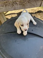 Blue, a  Beagle for sale in Linton, IN – 3 of 4