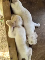 Lemon, a  Beagle for sale in Linton, IN – 4 of 10