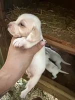 Lemon, a  Beagle for sale in Linton, IN – 2 of 10
