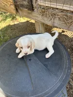 Blue, a  Beagle for sale in Linton, IN – 4 of 4