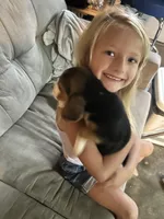 Cutie Pie, a female Beagle for sale in Linton, IN – 5 of 7
