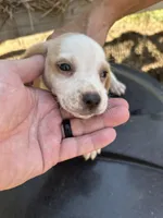 Black, a  Beagle for sale in Linton, IN – 2 of 3