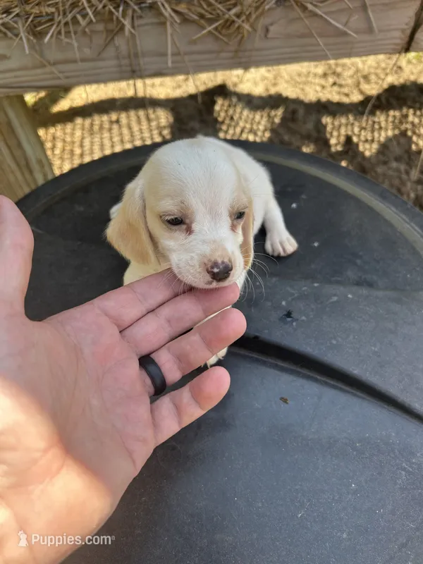 Blue – Beagle puppy for sale in Linton, IN