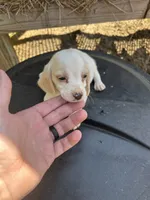 Blue, a  Beagle for sale in Linton, IN – 1 of 4