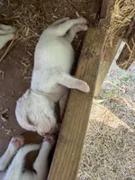 Lemon, a  Beagle for sale in Linton, IN – 9 of 10