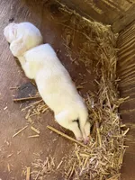 Lemon, a  Beagle for sale in Linton, IN – 8 of 10