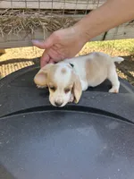 Green , a  Beagle for sale in Linton, IN – 2 of 2
