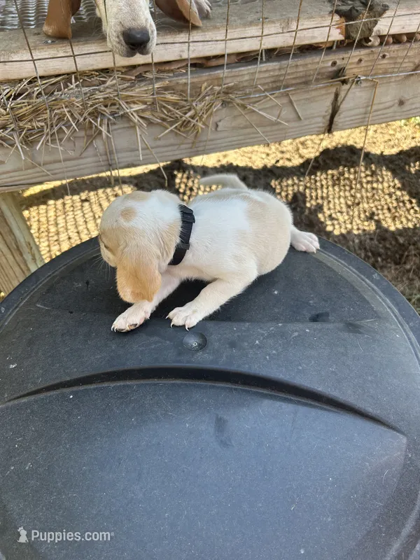 Black – Beagle puppy for sale in Linton, IN