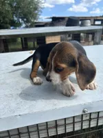 Cutie Pie, a female Beagle for sale in Linton, IN – 3 of 7