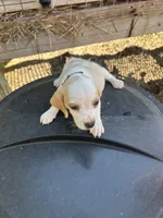 Black, a  Beagle for sale in Linton, IN – 3 of 3