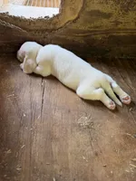 Lemon, a  Beagle for sale in Linton, IN – 6 of 10