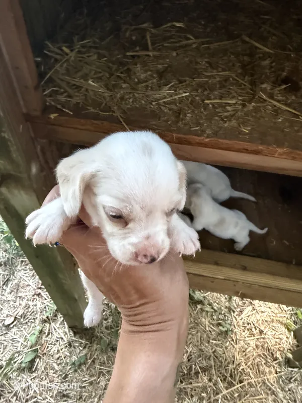 Lemon – Beagle puppy for sale in Linton, IN