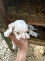 Lemon, a  Beagle for sale in Linton, IN – 1 of 10