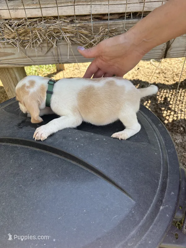 Green  – Beagle puppy for sale in Linton, IN