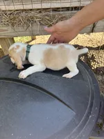Green , a  Beagle for sale in Linton, IN – 1 of 2