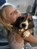 Cutie Pie, a female Beagle for sale in Linton, IN – 6 of 7