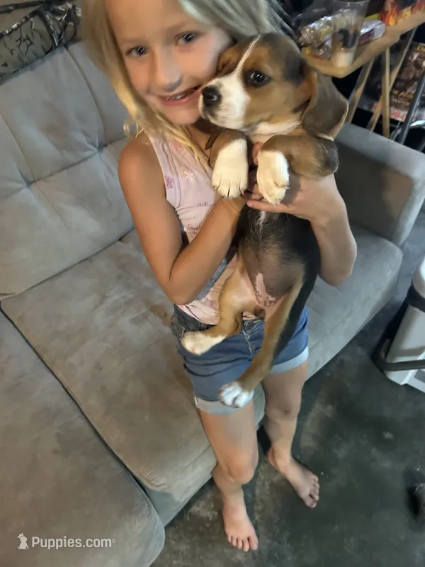 Cutie Pie – Beagle puppy for sale in Linton, IN