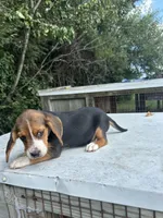 Cutie Pie, a female Beagle for sale in Linton, IN – 4 of 7