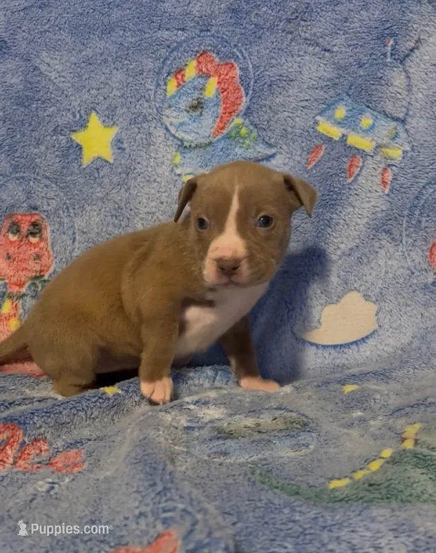 Debby  – American Bully puppy for sale in Mc Clure, OH