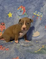 Debby , a female American Bully for sale in Mc Clure, OH – 1 of 1