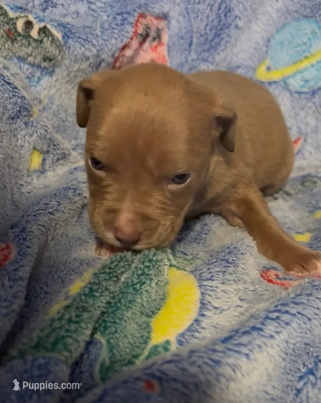 Lady bug  – American Bully puppy for sale in Mc Clure, OH